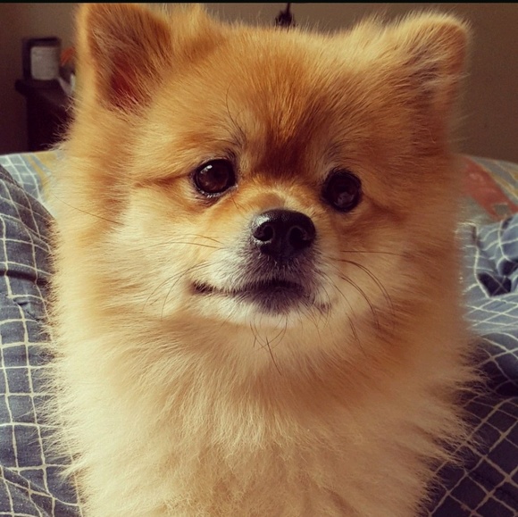 Profile Picture of Jimmy Benites (@ipulpim) on Poshmark