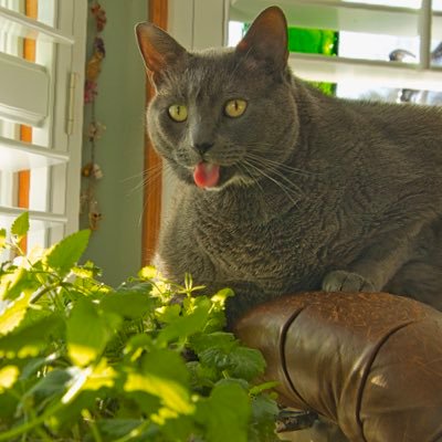 Profile Picture of KingJohnXL (@john_holleman) on Twitter