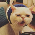Profile Picture of Nancy Peng (@redbear0818) on Instagram