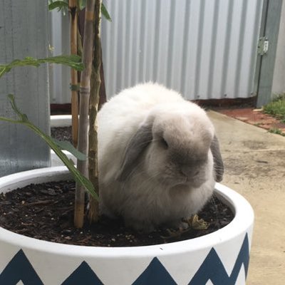 Profile Picture of Andrew Kailis (@WinfieldBlue31) on Twitter