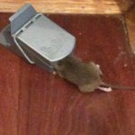 Profile Picture of Andrew Rennie (@therealandrewrennie) on Instagram