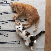 Foxman - Youtube Profile Picture of Foxman (@foxman9749) on Youtube