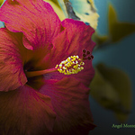 Profile Picture of Angel Montes (@new shrine) on Flickr