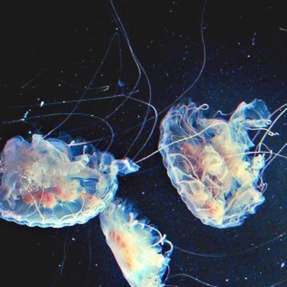 Profile Picture of Andy Warhol (@elfonyourshelf) on Poshmark