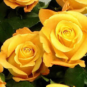 Profile Picture of Amanda Blomquist (@amandablomquist1657) on Youtube