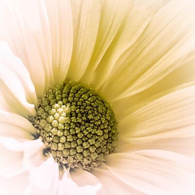 Profile Picture of Erica B  🇺🇸 (@ericablueyz) on Twitter