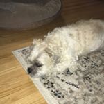 Profile Picture of Buddy thornitt (@buddyolddog) on Instagram