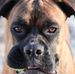 Profile Picture of Brock F. Boxer (@Brock-F-Boxer) on Facebook