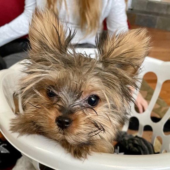 Profile Picture of Mariah Kramer (@mariahkramer193) on Poshmark