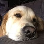 Profile Picture of kylemclelland1 (@kylemclelland1) on Instagram