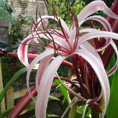 Profile Picture of Sonia Carolina Diaz Alemán (@SoniaCarolinaD8) on Twitter