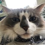Profile Picture of Gabrielle (@grannydevito) on Instagram