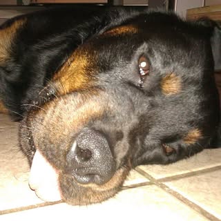 Profile Picture of Adam Carothers (@carothersadam) on Instagram