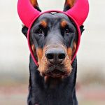 Profile Picture of Donny S. Stringer (@doberman_featured) on Instagram