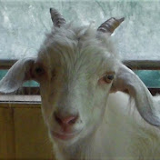 Profile Picture of Debbie Farrell (@debbiefarrell9699) on Youtube