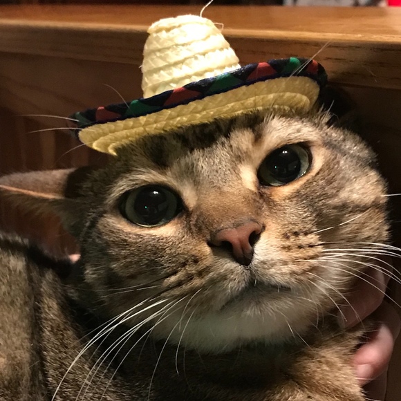 Profile Picture of Kelly Litynski (@tonkikio) on Poshmark