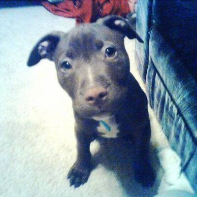 Profile Picture of Terence Bailey (@Terenceb0Bailey) on Twitter