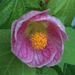 Profile Picture of Annette Trinkler (@annettetrinkler) on Pinterest