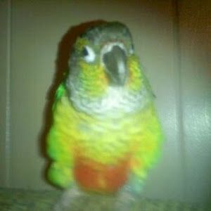 Profile Picture of Randy Hazlett (@randy.hazlett) on Tiktok