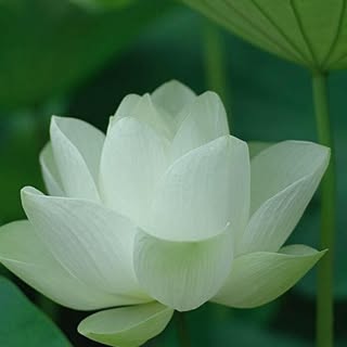 Profile Picture of Huynh Linh Nguyễn (@calvinnguyen_) on Instagram