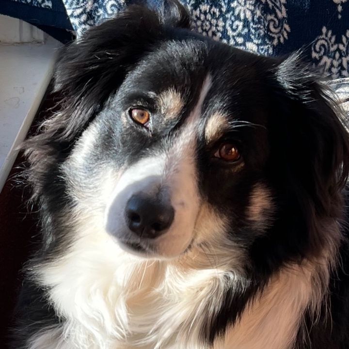 Profile Picture of Peter Accolla (@danceyourassoff33) on Tiktok