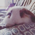 Profile Picture of Robert LAPOINTE (@bebertlapointe) on Instagram