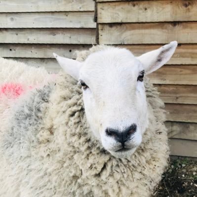 Profile Picture of Daniel Bedford (@Dan_bedderz) on Twitter