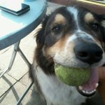 Profile Picture of Wayne gornall gornie (@darceygeorge) on Instagram