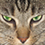 Profile Picture of Michael Harris (@mike & sue & stinky the cat) on Flickr