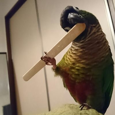 Profile Picture of ぴーちゃん@ウロコインコ (@ren_ray_dark) on Twitter