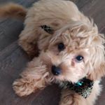 Profile Picture of Cleo Bishop (@cleomoodle) on Instagram