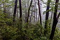 Profile Picture of Victoria Forest Parkon Wikipedia