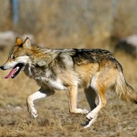 Profile Picture of Alex Zanetti (@alex-zanetti-3) on Quora