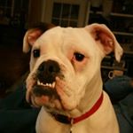 Profile Picture of Jordan Pedersen (@clarksonbrewingco) on Instagram