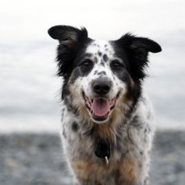 Profile Picture of Matt Laurin (@DoggosAndDonuts) on Twitter