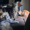 Profile Picture of Danielle Poulin (@@mymisfitkittys) on Tiktok