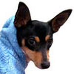 Profile Picture of Anne Toy Fox Terrier (@anne_family) on Flickr