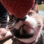 Profile Picture of scarlet adele sinclair (@kitty_boo_the_cat123) on Instagram