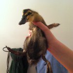 Profile Picture of Steve Felker (@steve_the_duck_) on Instagram
