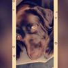 Profile Picture of Joepie 🐶🐕 (@@joepie_joep) on Tiktok