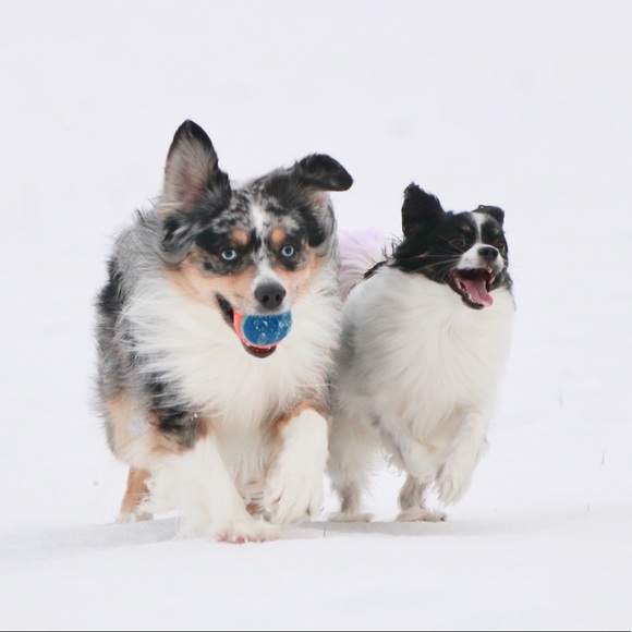 Profile Picture of Sharon Zhao (@sharon_zhao) on Poshmark