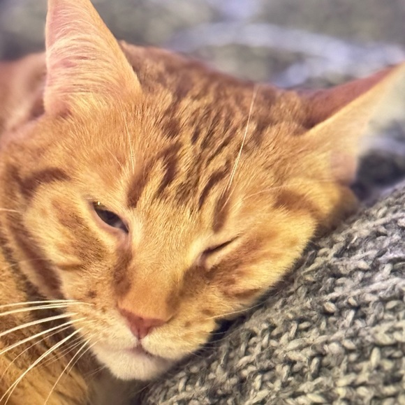 Profile Picture of Lisa Raev (@belingva) on Poshmark