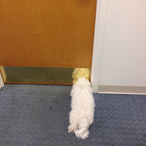 Profile Picture of Yvonne Litell (@yfluffy) on Poshmark