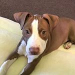 Profile Picture of Ivy Torres (@ivythepitbully) on Instagram