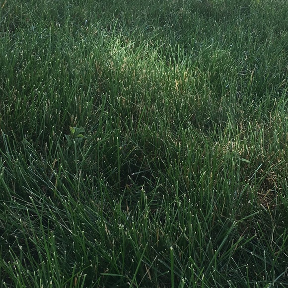 Profile Picture of Caden Sorlie (@cadensorlie) on Poshmark