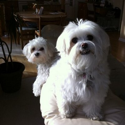 Profile Picture of Diane Frick (@dpfrick) on Twitter