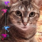 Profile Picture of Ďiane Gagne (@diane.gagne.750331) on Instagram