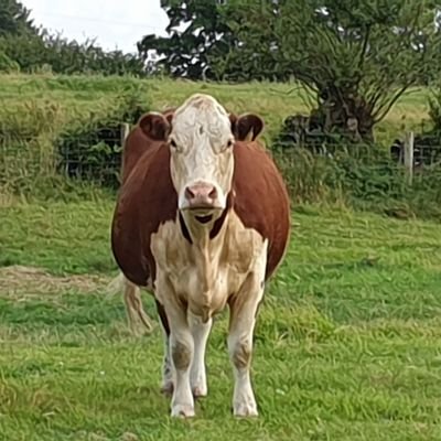Profile Picture of Dave Baker (@NuttyLover69) on Twitter