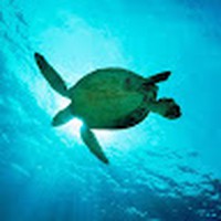 Profile Picture of Luis Pazos (@luis-pazos-12) on Quora