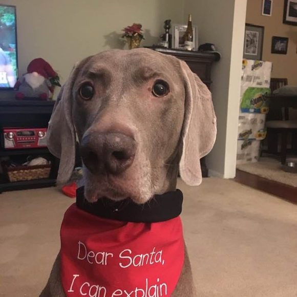 Profile Picture of Scott Willard (@scott_willard) on Poshmark